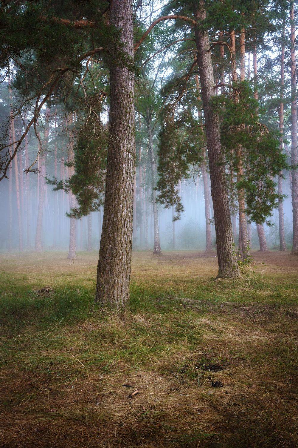 , Григорий Бельцев