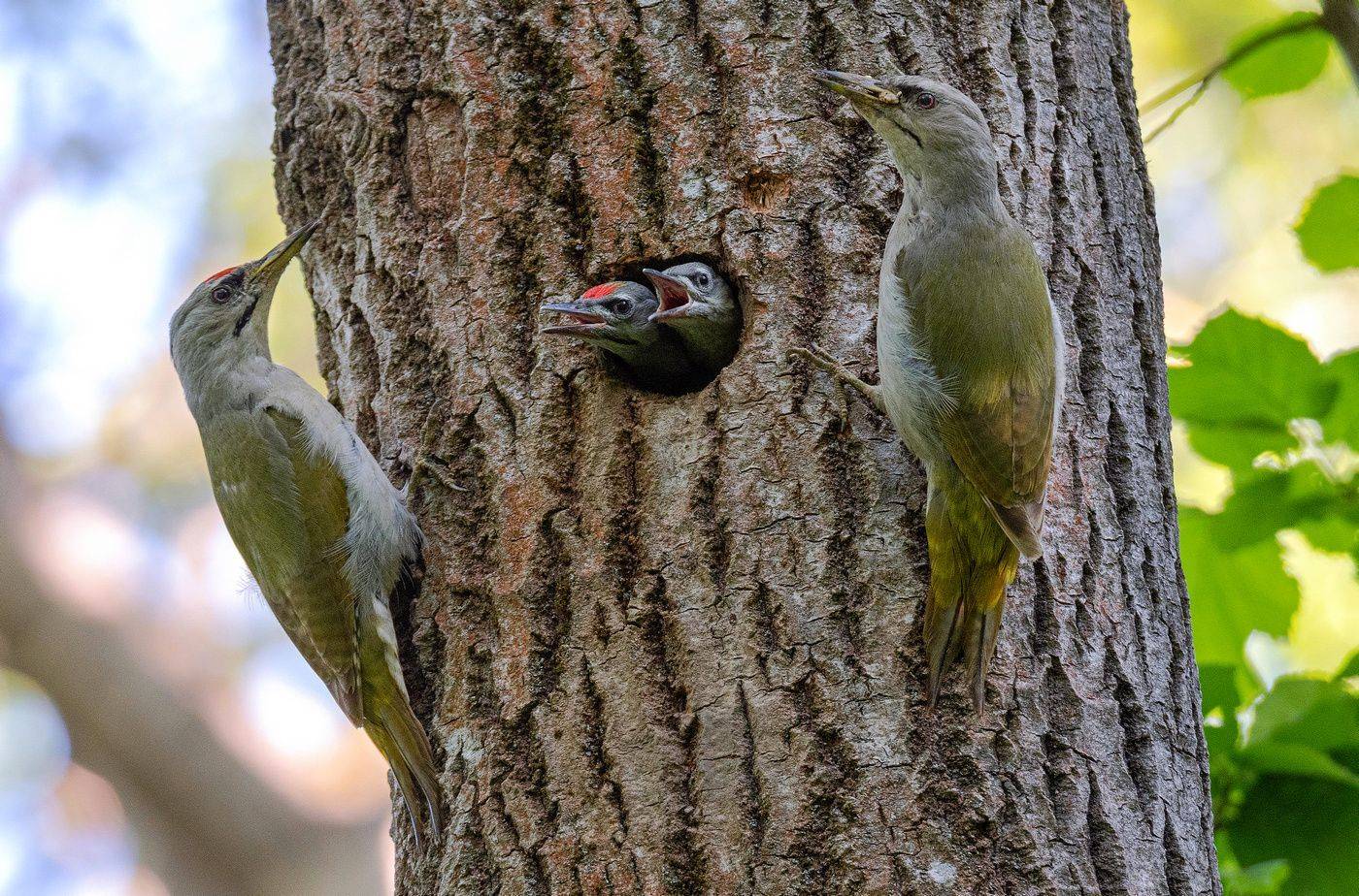 седой дятел птенцы птица, Руслан Сигушин