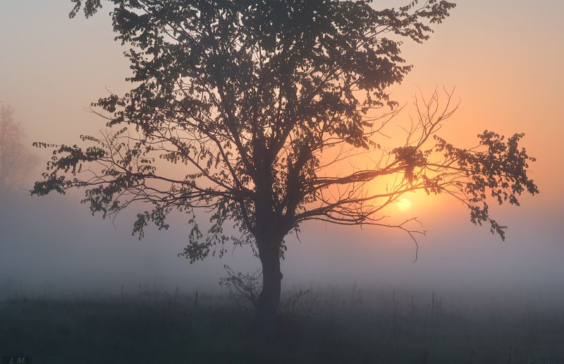 пейзаж, утро, рассвет, туман, луг, весна, травы, дерево, солнце, свет, dawn, sunrise, meadow, may, spring, landscape, countryside, grass, tree, fog, misty, sun, light, foggy, weather \