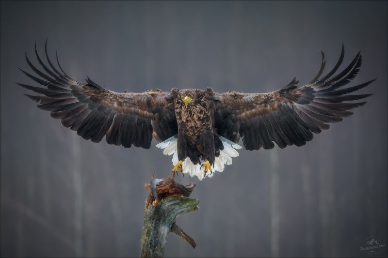орлан, орлан-белохвост, беларусь, haliaeetus albicilla, white-tailed eagle,montana, красный бор, фототур в красный бор MONTANA фото превью