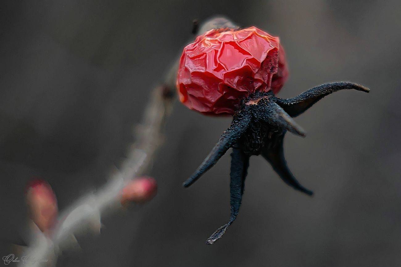 , Орлов Олег