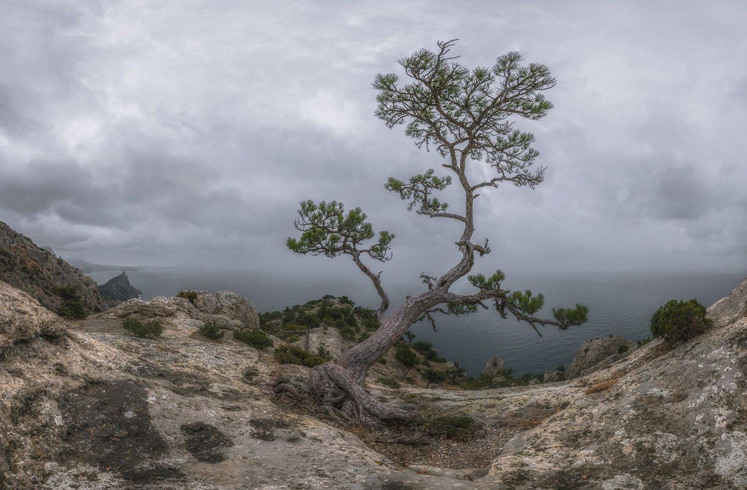 крым, пик космос, сосна, непогода, Николай Мысливцев
