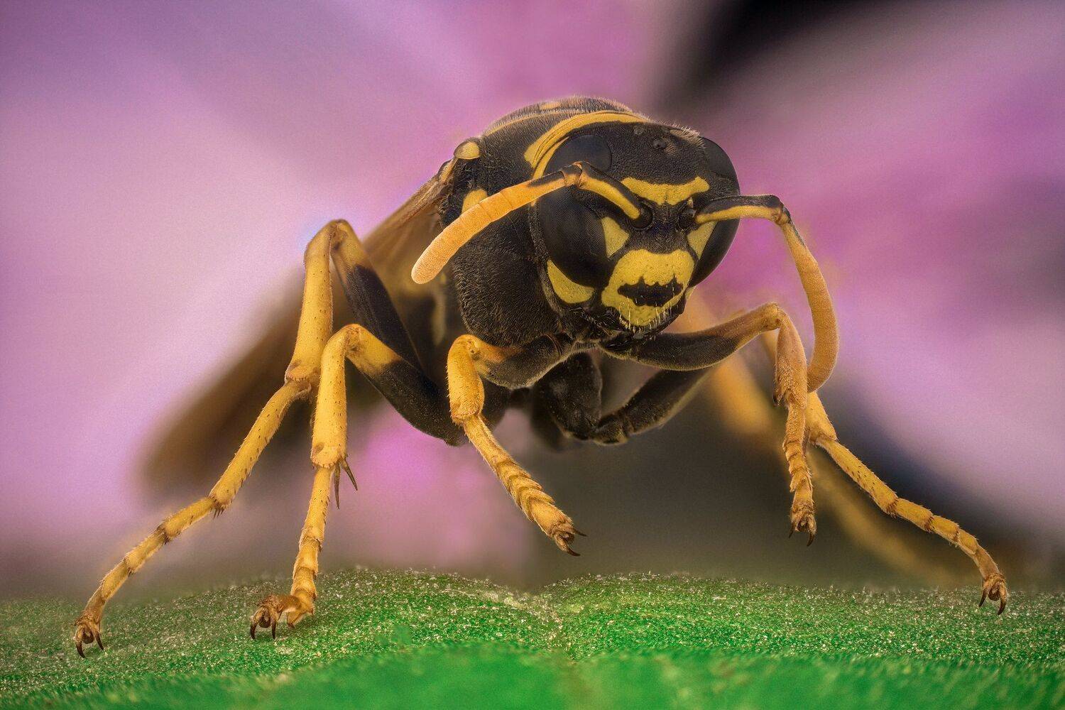 ceclii, nikon d5600,macro,lomo3.7, Tsvetan Ganev