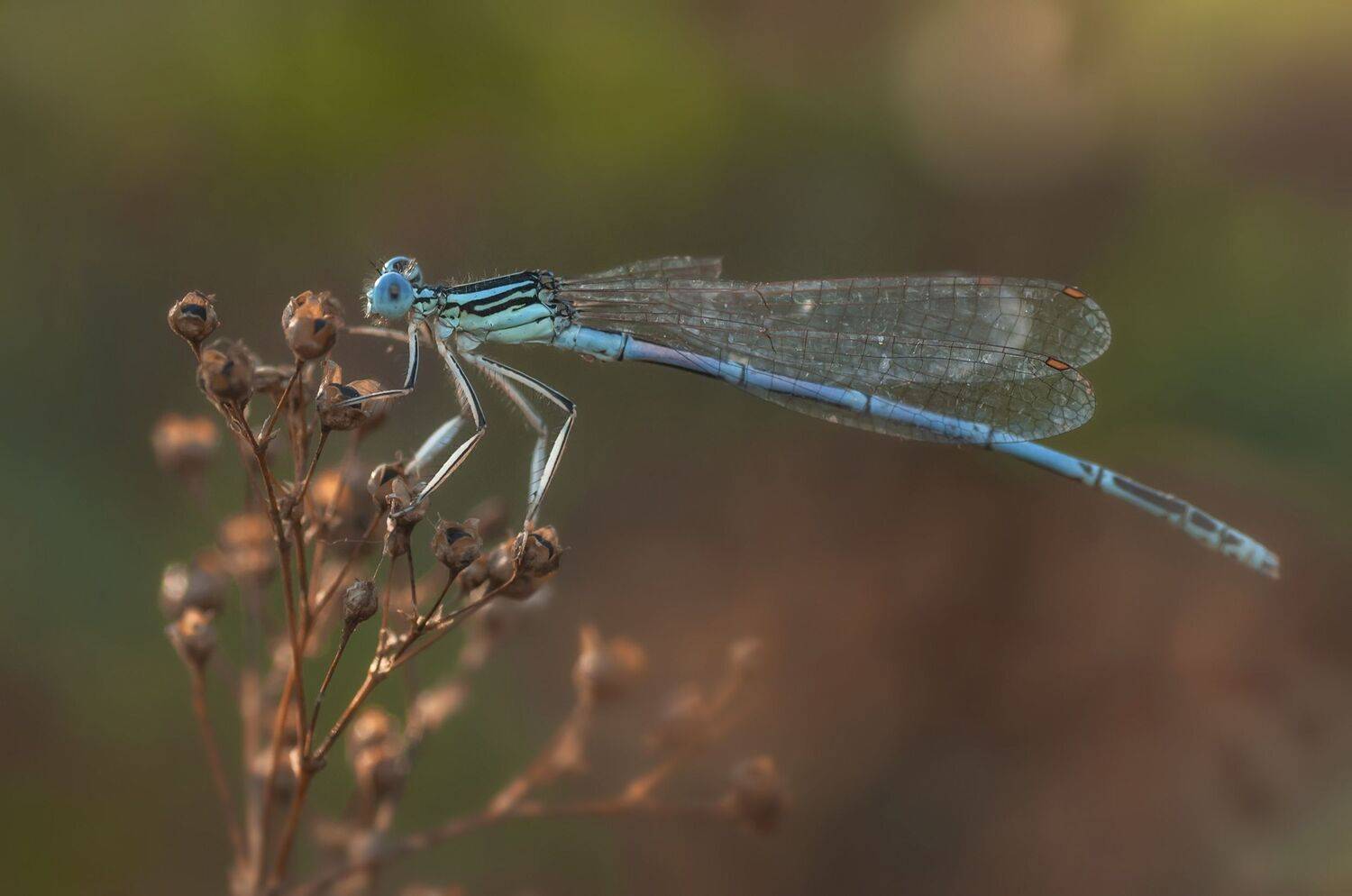 стрекоза,насекомое,голубая,природа,лето,макро, Владимир Володин