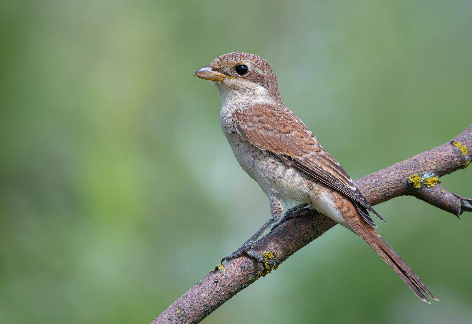 птицы,природа, лето, Андрей Киселёв
