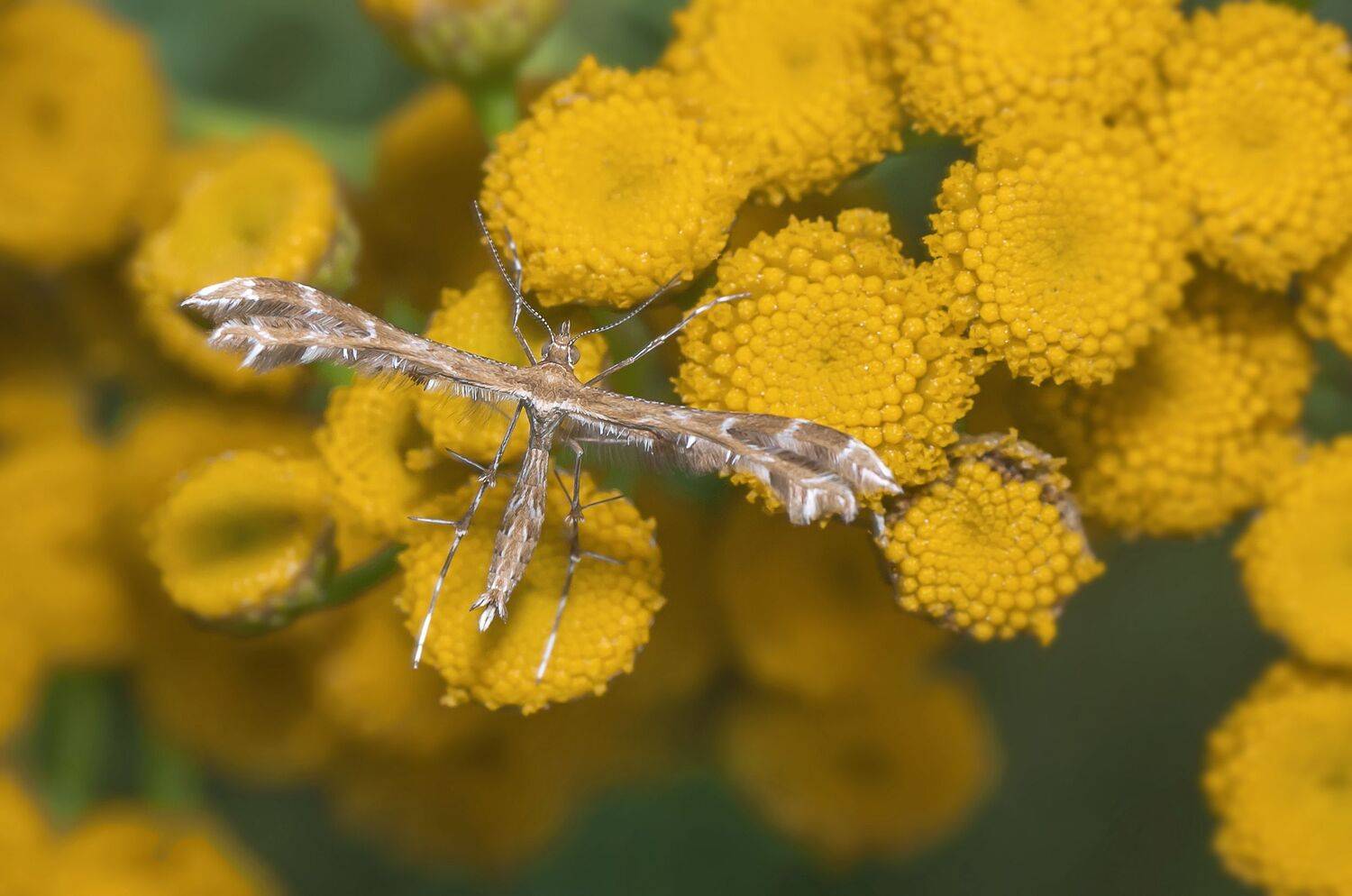 макро,насекомое,пижма,природа,лето, Владимир Володин