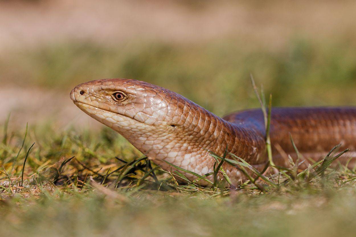 , Илья Михеев