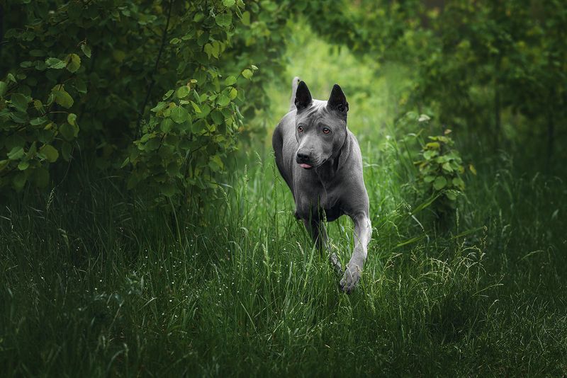собака, животное, dog, тайский риджбек Юна фото превью