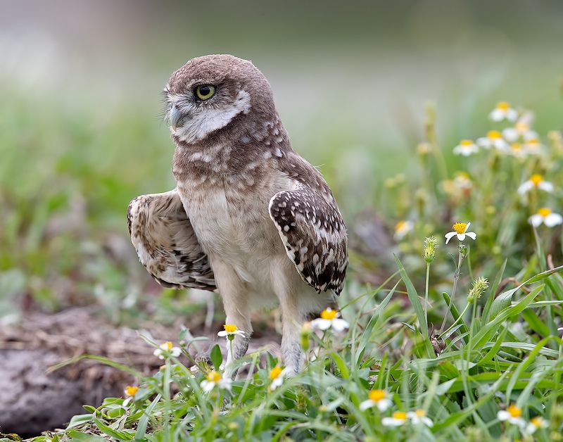 кроличий сыч, florida, burrowing owl, owl, флорида,сыч Burrowing Owlet - Кроличий сыч фото превью
