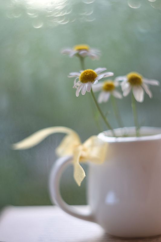 ромашки, июльское, жизнь, о душе, там где живет любовь,ирина горюкина о душе фото превью