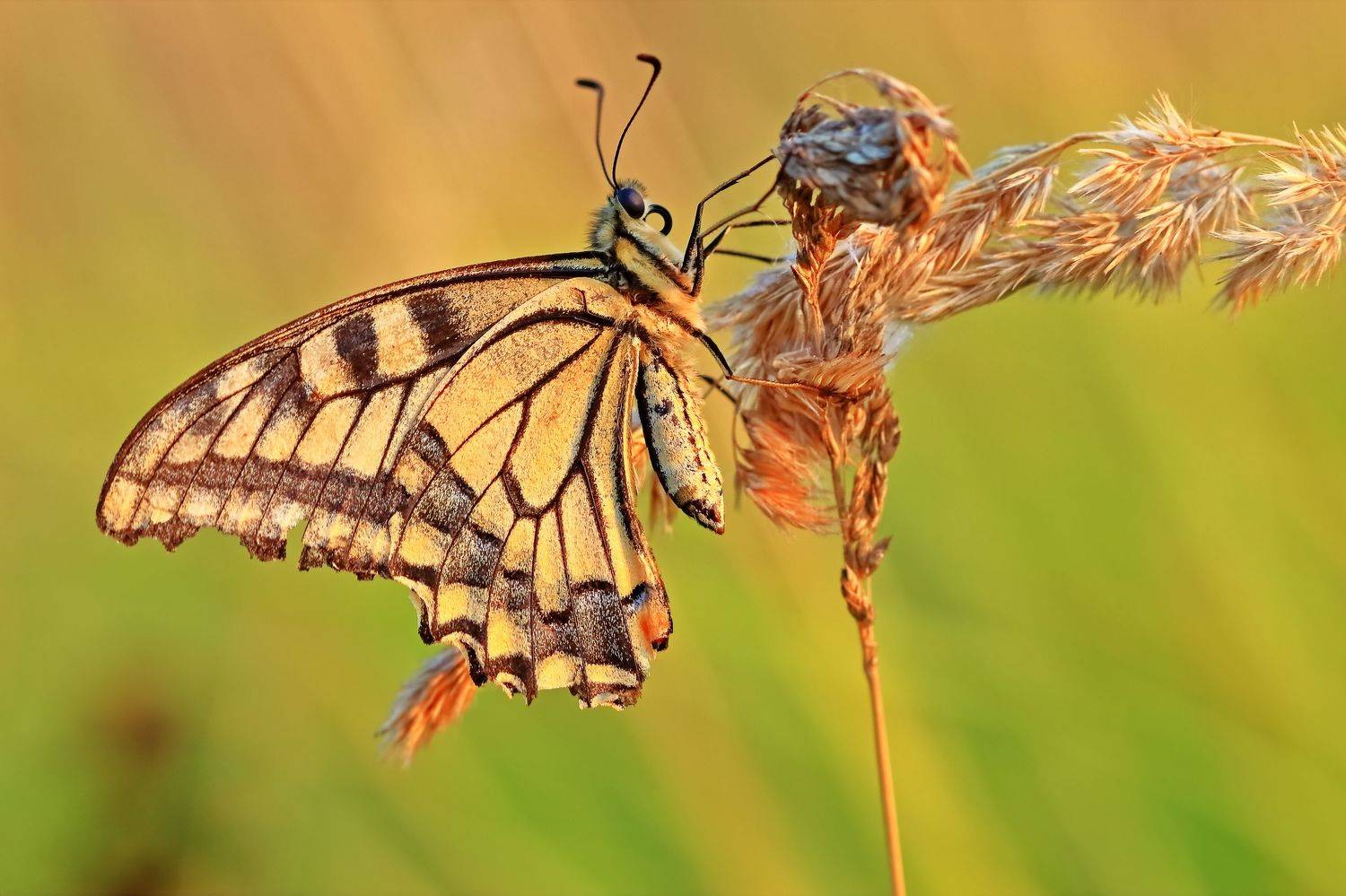 , Олег Резенов
