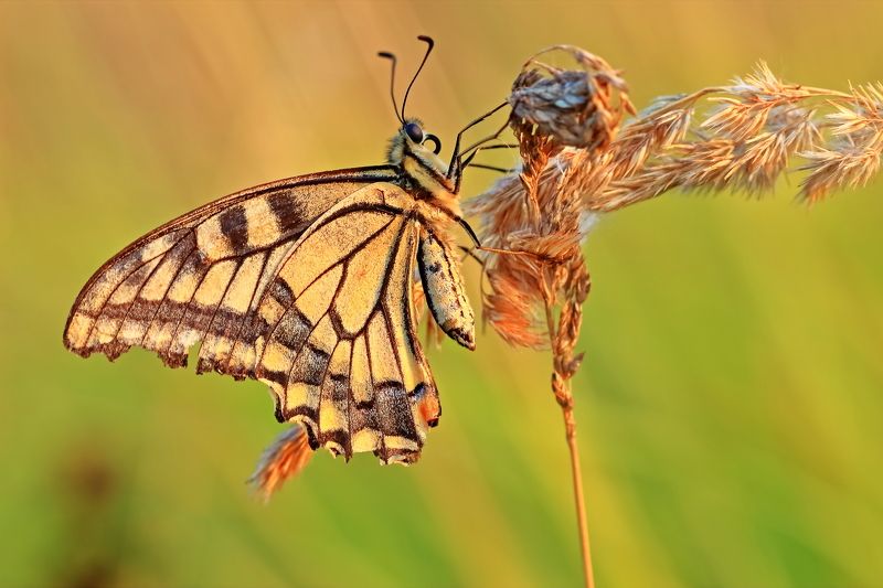 *** фото превью