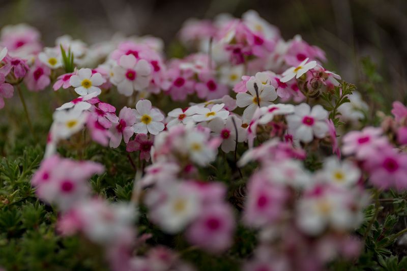 проломник, первоцветы, цветы, flowers, primulas, andrósace, koso-poljanskii Проломник Козо-Полянского фото превью