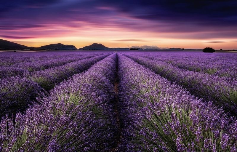 Лаванда фото превью