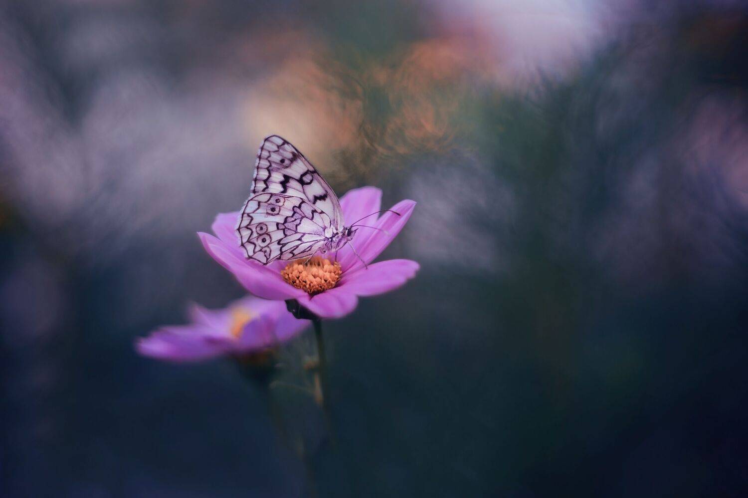 , Лапшина Владлена