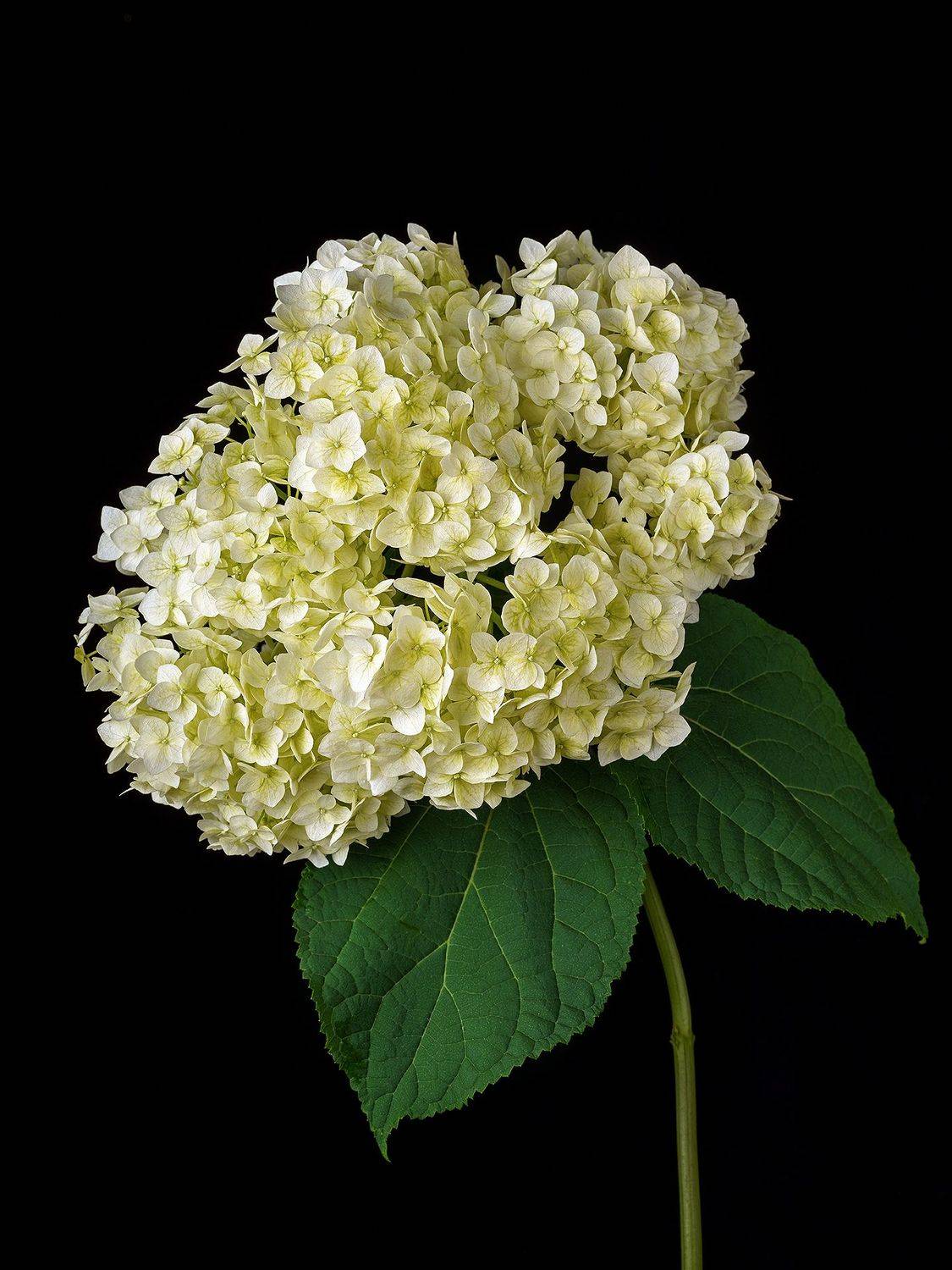 цветы, цветок, флора, природа, гортензия, лепестки, цвет, черный, белый, ЯR Ольга