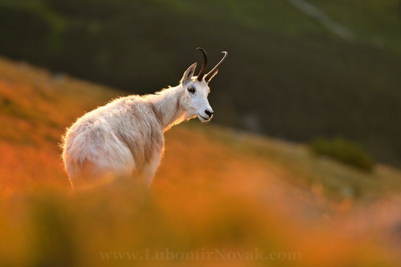 wildlife, chamois , nature, slovakia, White lady фото превью