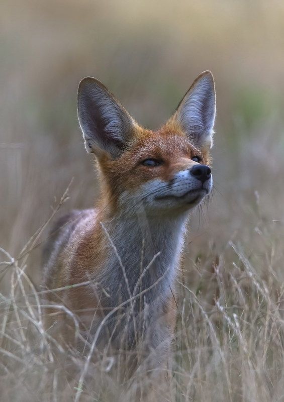 Плутовка фото превью