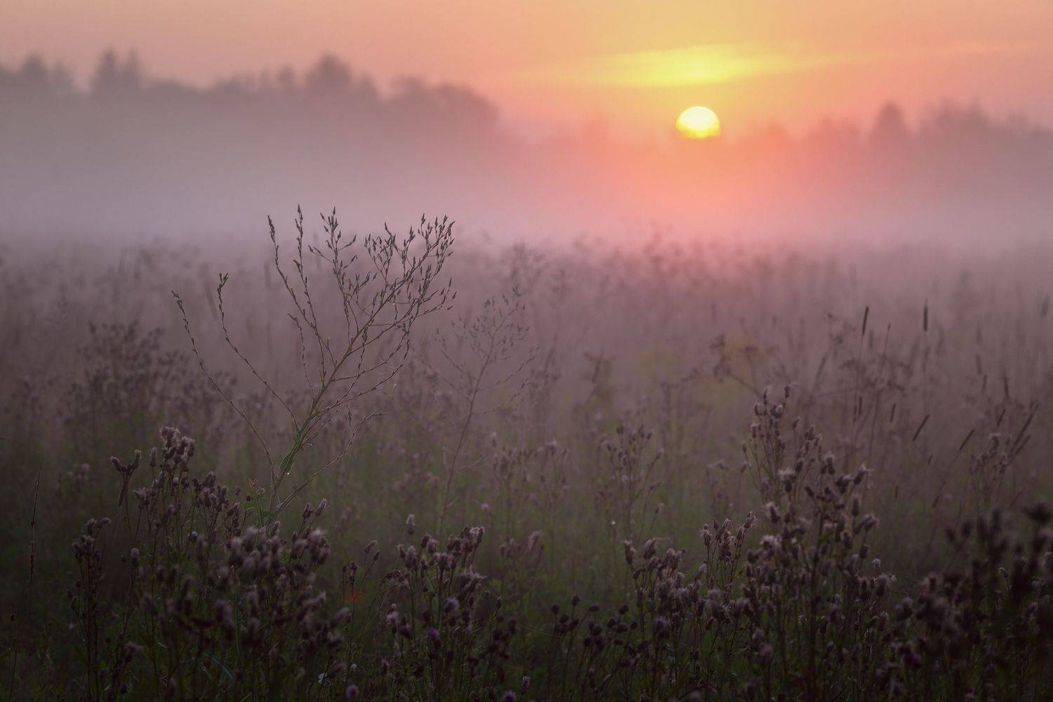 туман, лето, утро, Александр Стрельчук