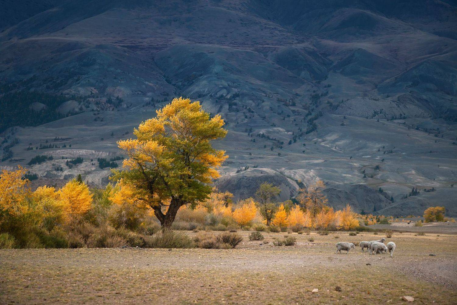 пейзаж, природа, горы, осень, желтая, золотая, дерево, бараны, пасуться, алтай, сибирь, , Дмитрий Антипов