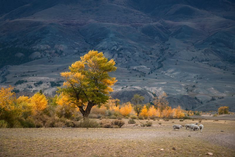пейзаж, природа, горы, осень, желтая, золотая, дерево, бараны, пасуться, алтай, сибирь,  В горах запахло осенью фото превью