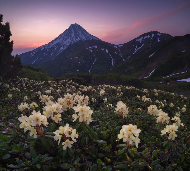 камчатка, kamchatka, вилючинский, рододендроны Рассвет на перевале Вилючинский фото превью