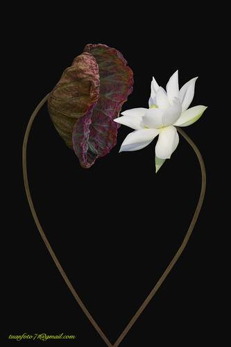 Lotus Love