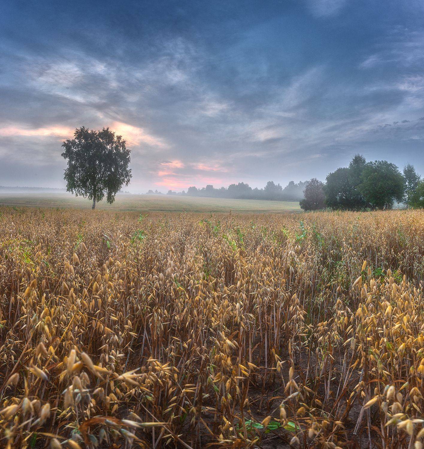 , Николай Андреев