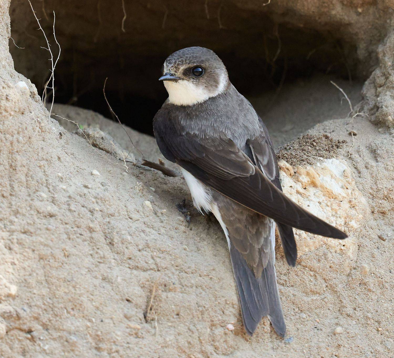 ласточка, Victor Krachkovsky