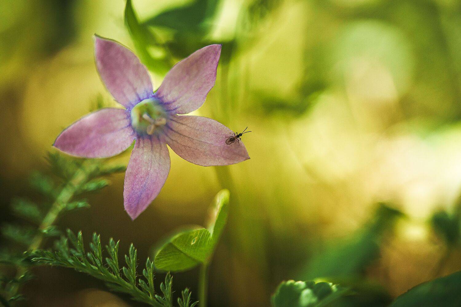 , Рут Андрей