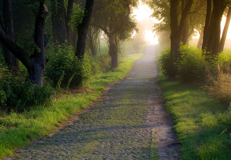 road among trees.... фото превью