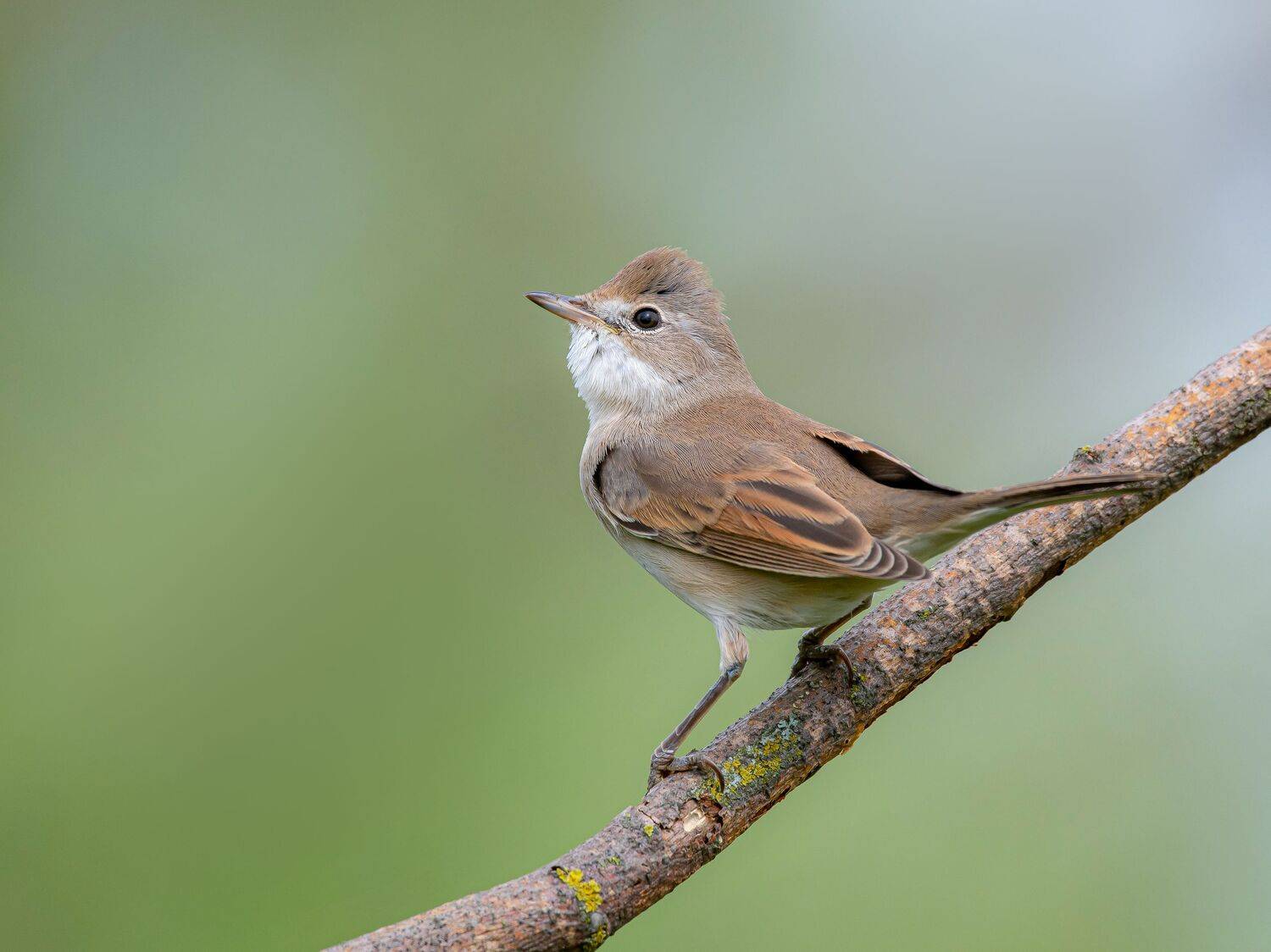 птицы,природа, лето, Андрей Киселёв
