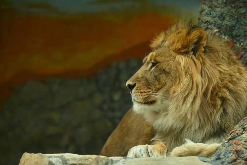 Царь зверей.