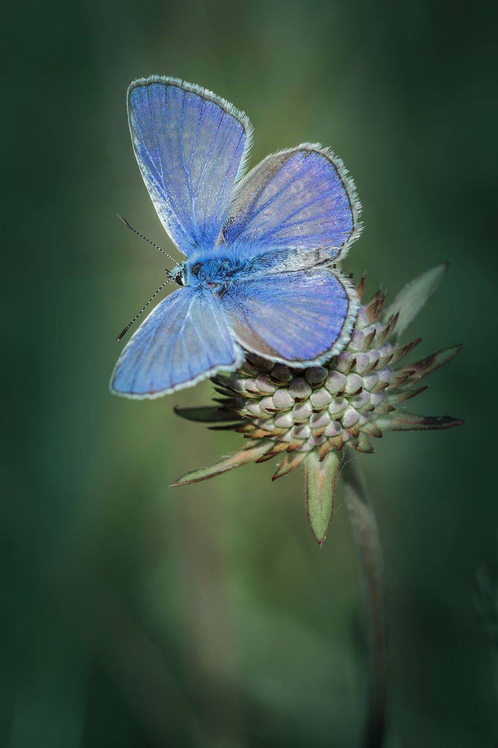 , Галина Горькавая