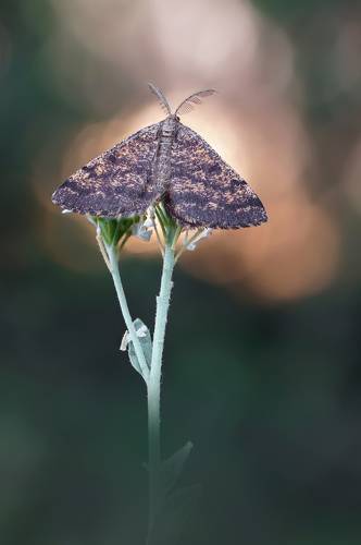 Феерия рассвета