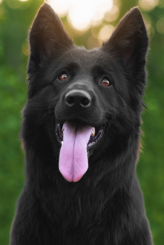 собака, животное, dog, взгляд, метис, овчарка Мишель фото превью