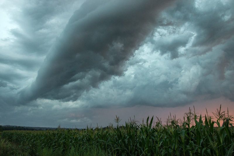 Облачность кукурузного поля фото превью