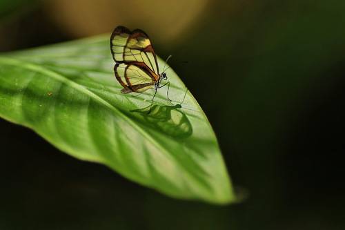 Borboleta