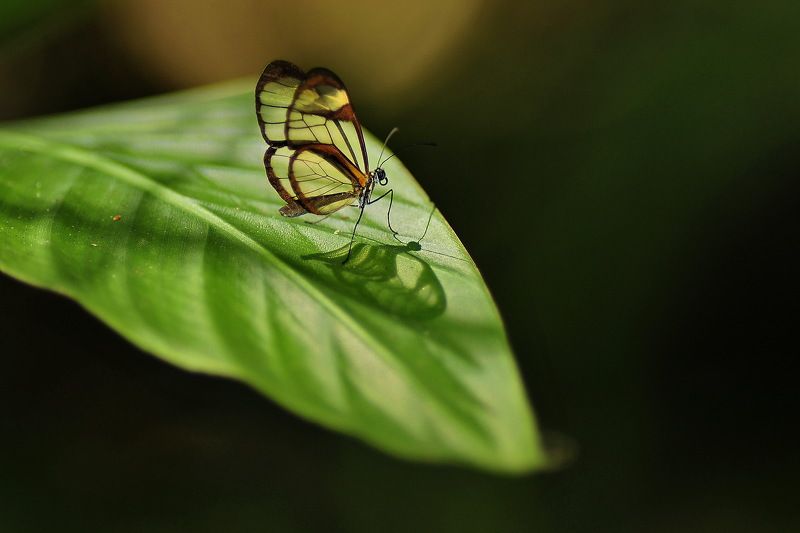denis moura, mogi das cruzes, brasil Borboleta фото превью