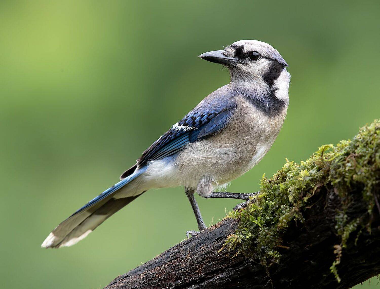 сойка, голубая сойка, jay, blue jay, Elizabeth Etkind