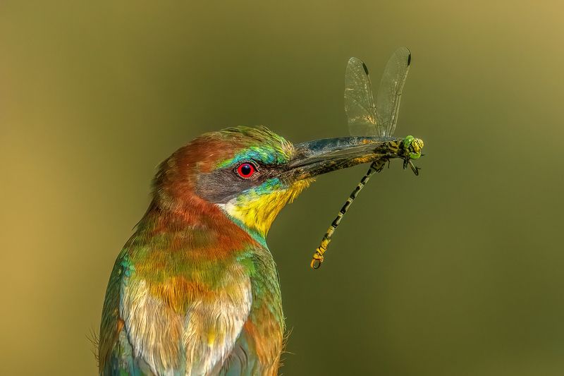 European bee-eater (Merops apiaster)... фото превью