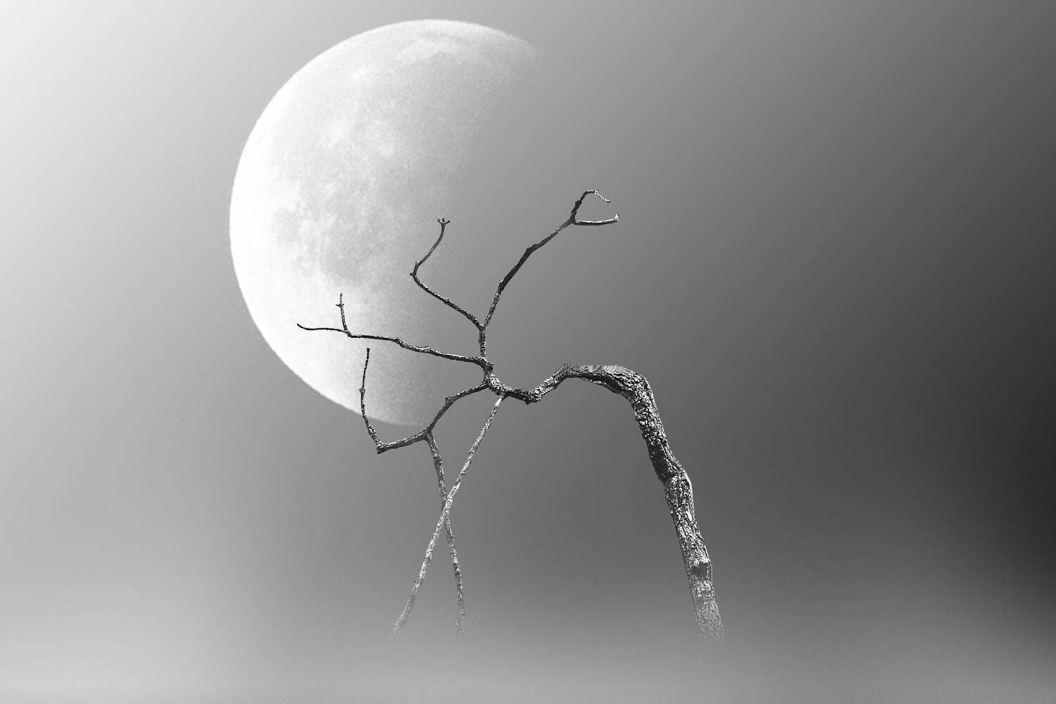 The Dancing Tree. Автор: Alex Yungan Harahap , Alex Yungan Harahap