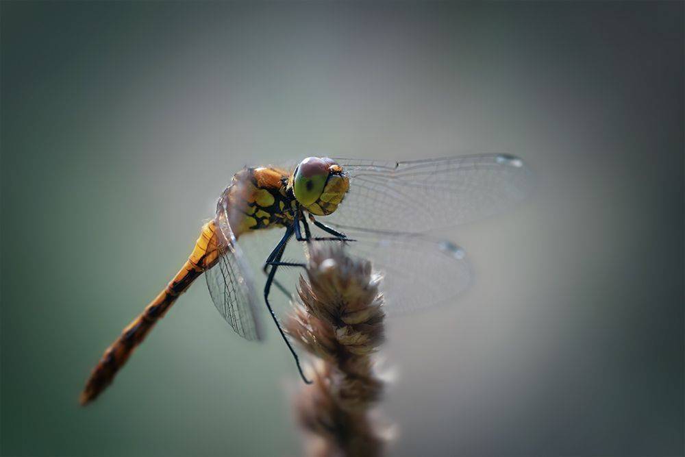 стрекоза, dragonfly, macro, макро, волшебное макро, Марина Хилько