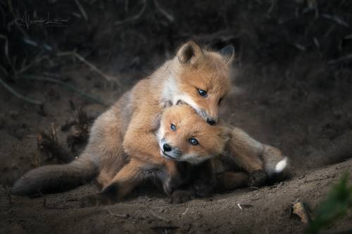 Репетируем 