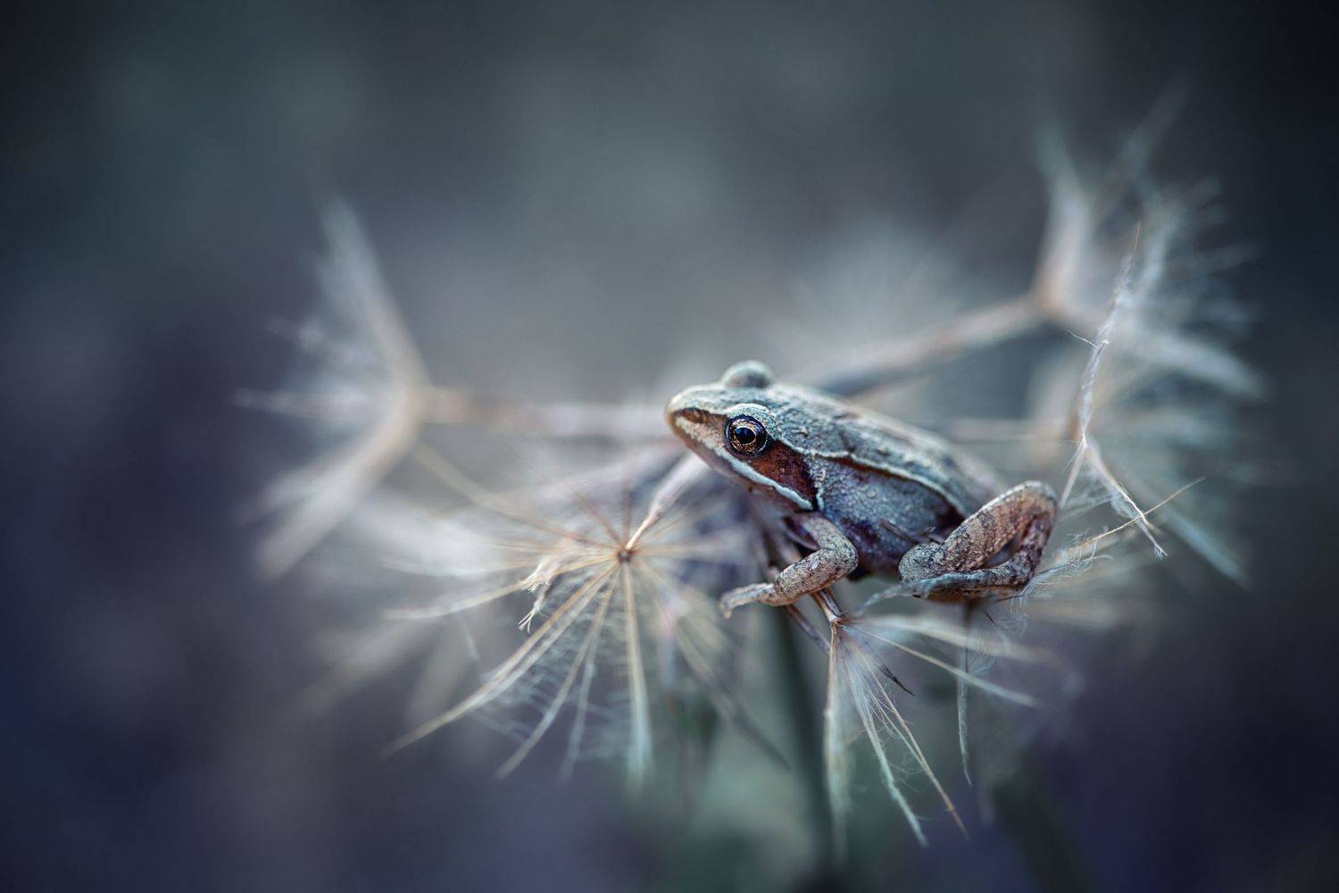 , Анастасия Думинская