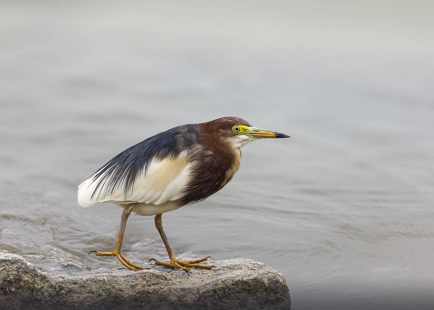 birds, animals, wildlife, chinese pond heron, птицы, белокрылая цапля,, Токарев Олег