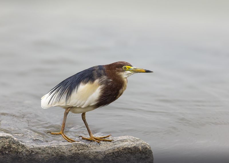 birds, animals, wildlife, chinese pond heron, птицы, белокрылая цапля, Очаровашка фото превью
