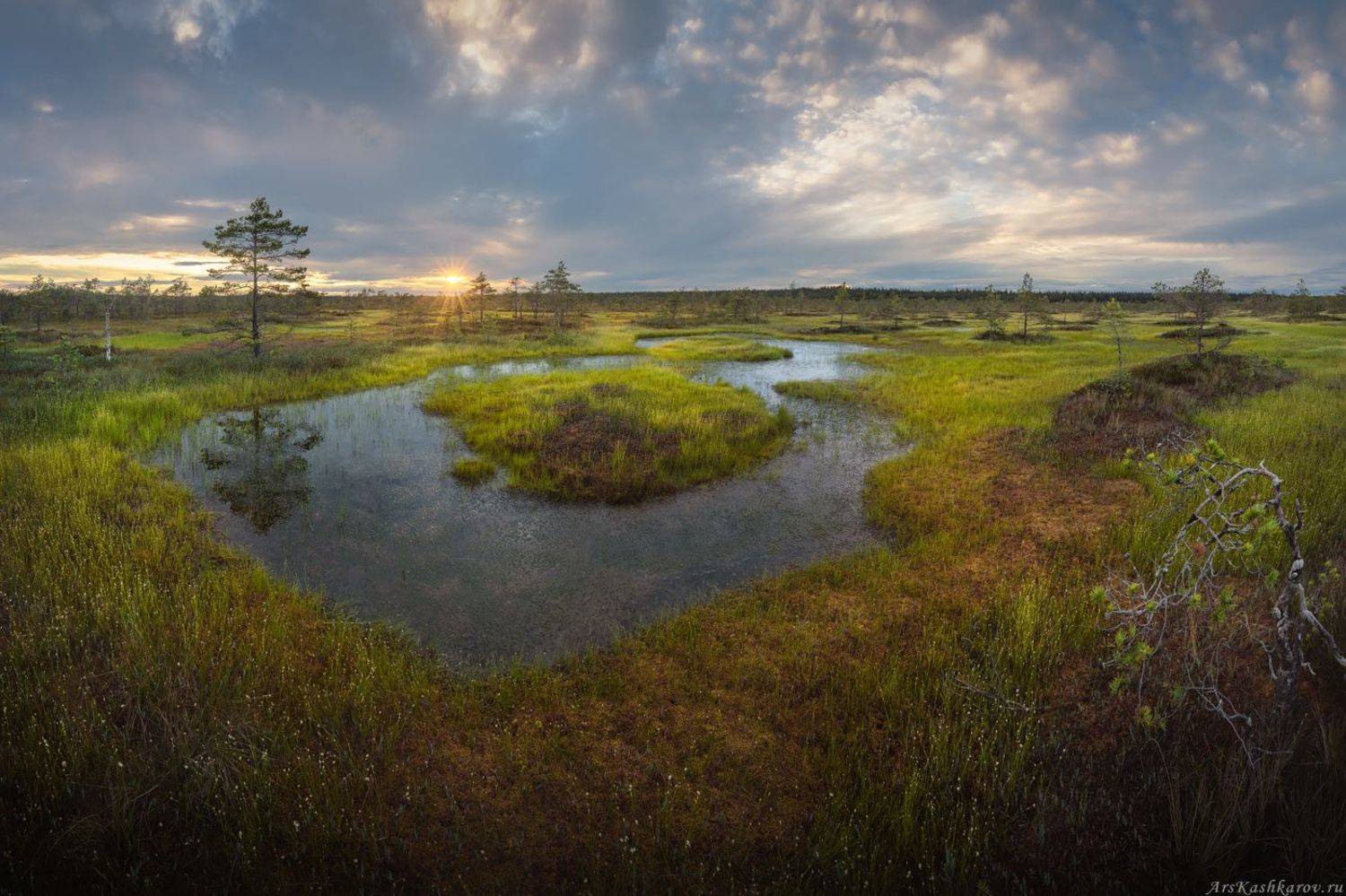 болото, ленобласть, фототур, ленинградская область, болотные топи, лето, сосны, Арсений Кашкаров