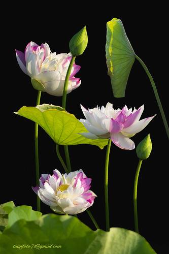 Lotus