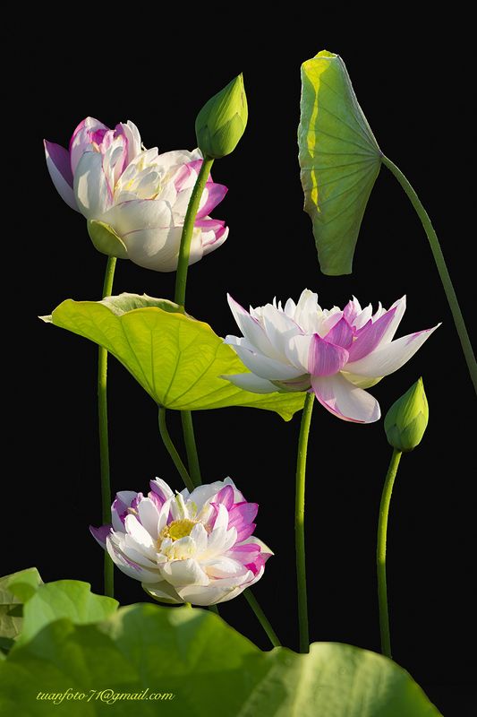 #sellingphoto.#lotus #flower Lotus фото превью